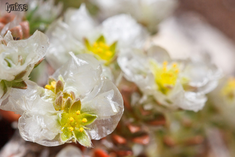 Le ultime arrivate tra le piante gi� fiorite